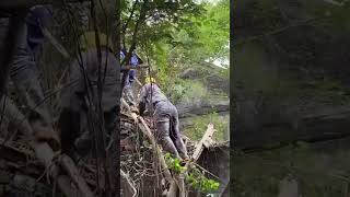 cutting trees on the roof, clean up house, #cleaningup ,#cleanup ,#cuttingdown