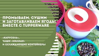 Промываем, сушим и заготавливаем ягоды вместе с Tupperware!