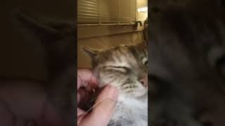 Cat loves here cheeks rubbed.