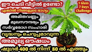 💯 മുറ്റത്തും പറമ്പിലും ഉള്ള ഈ ചെടി നമ്മുടെ ഭാഗ്യമാണ് പറിച്ച് കളയരുത്/Uses of mukkutti/Mukkutti plant