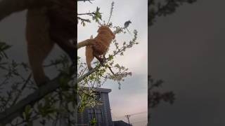 Cat vs. Rat: Epic Tree Showdown! 🐱🐭😂 #shorts