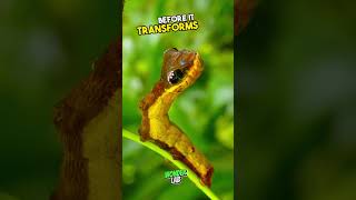 Why are animals afraid of this insect? #viral #shorts