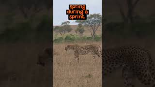 The Speed of Cheetahs  @Ibrahim_2015