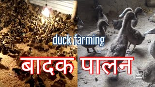 Duck farming khaki kambel