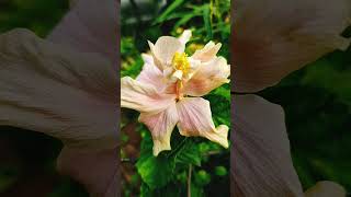 Hibiscus💋🤍#viral#viralvideo#viralshorts#trending#trendingshorts#india#indian#garden#gardening#shorts