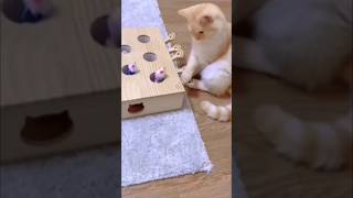 Funny cat shorts #reels #funny #fyp #animals #pets #viral #games #funnyvideos