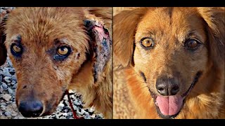 Dumped Dog Makes Amazing Transformation!