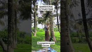 Шаманское Путешествие #дмитрий_домбровский #гипноз #психоделический_гипноз