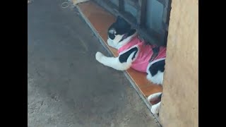 Gogi Vdo​   Channel,Funny video,Video Funny,Komsan Movie,Movie New,Funny new​ Dog Deviled