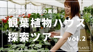 【アンドプランツの裏側チラ見せ】観葉植物ハウス探索vol 2