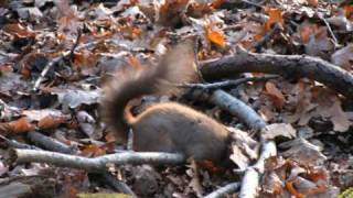 Red Squirrel on Brownsea Island, Dorset