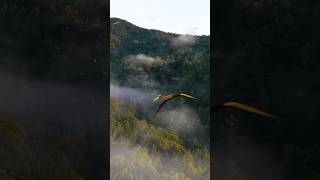 Dinosaurs are flying over the jungle #youtube shorts # viral video #shorts