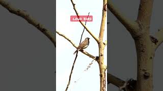 Tree pipit - Fâsă de pădure - Anthus trivialis