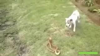 اقوي قتال للكلاب ضد الثعابين(dog vs snaek)