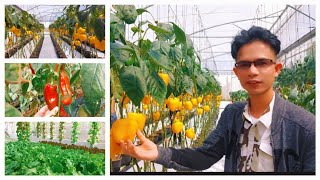 Grabe! Yumaman Sila Sa Pag-aAgrikultura | Urban Agriculture: Turbulent Demo Farm Tour