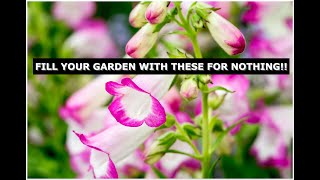 How to take cuttings of Penstemon and fill your garden with colour!