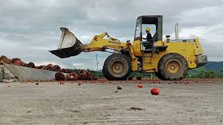 kerja di pabrik sawit PT AWL. kalimantan tengah. #kalimantantengah #sawit