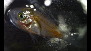 Chromis notata スズメダイ 자리돔,,Early Juvenile Life History