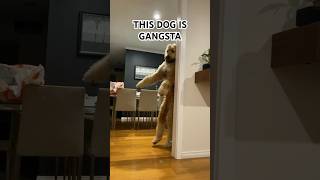 This Dog Walks Around Like A Gangsta #shorts #funny