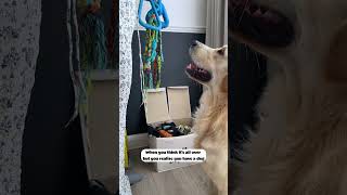 Owning a Golden Retriever Tests Your Patience!