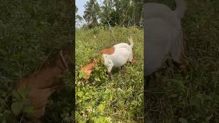 Raising healthy goats on just grass