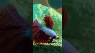 Betta Fish || Fighter Fish #bettafish #betta #fighterfish #shorts #ytshorts #shortvideo #fish