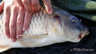 Carp and cat fishing with my uncle