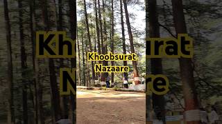 Serenity Among the Pines|#forestvideo #travelindia #tarkeshwar #naturalbeauty #travelphotography