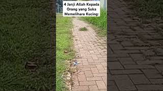 4 Janji Allah Kepada Orang yang Suka Memelihara Kucing: