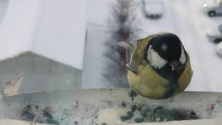 Feeding birds in winter