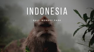 INDONESIA: Monkey Forest, pelea entre hermanos