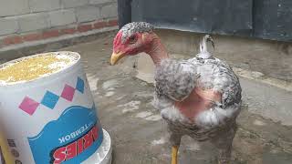 Perkembangan ayam F1 gor (GORILA x BLUE)