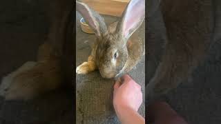 NEVER Try To Steal From A Flemish Giant Rabbit