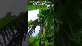 Cek Pisang Cavendish & Ambon Yang Layak Di Panen