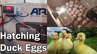 Incubating Duck Eggs from Start to Finish || Hatching Duck Eggs || Incubating Duck Eggs || Ducklings