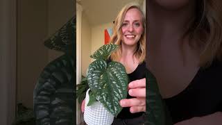 Anthurium Luxurians x Radicans