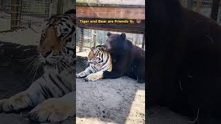 Tiger 🐯 and Bear 🐻 are Friends 😂 #viral #trend #tiger #bear