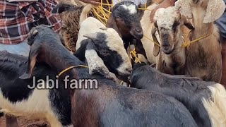 ഈ ആടുകളെയെല്ലാം നേർച്ചക്ക് കൊണ്ടുപോവുകയാണ് #goatfarming #goatloves #pets #buffallo #cow