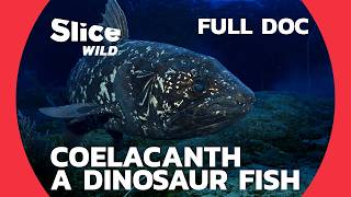 Coelacanth: the Dinosaur Fish thought to have be Extinct! | SLICE WILD | FULL DOC