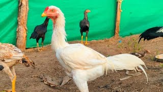 original small chickens selling Repalle, Nagaram reasonable cost