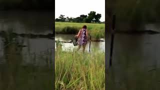 mencari ikan di kubangan sawah🌾🌾