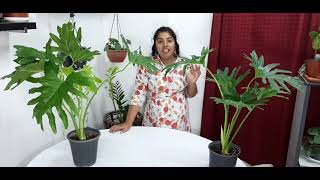 Philodendron selloum plant care in malayalam