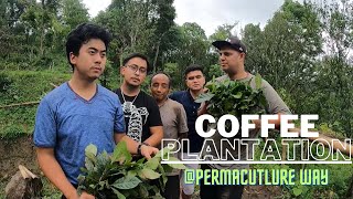 COFFEE PLANTATION MIRIK DARJEELING || CHANDRAGIRI SPECIES || 200 SAPLINGS || #fyp #viral #planttree