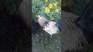 Big Burt, Mr. Luke. 2 Roosters & Hens Just Hanging Out At Chicken Heaven On Earth