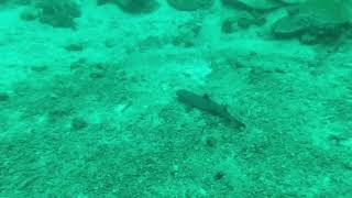 Fish   White tipped Reef Shark 2