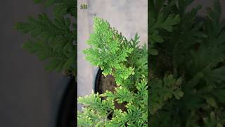 Selaginella fern #shorts