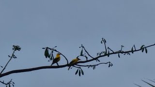 Anat awag na dagitoy a tumaytayab? #namethatbird #countryside #abulan #jones #isabela