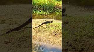 Giant Monitor Lizard in Koh Samui, Thailand!