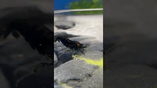 Black sapphire shrimp eating flower pollen