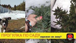 САД после зимы. кто не пережил ЗИМУ.  ТИМЬЯН под укрытием. КОНИКА ОБГОРЕЛА.